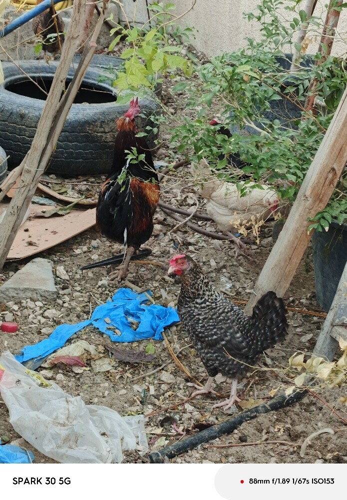 دجاجه مع فروخها - 6