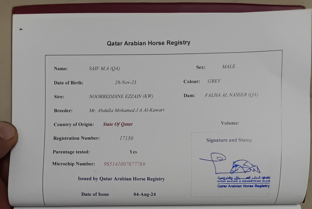 خيل فلو عربي اصيل - 2