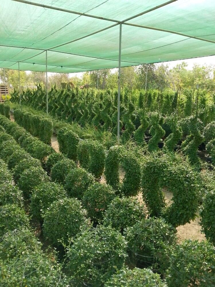 مزارع ومنسق حدائق 55079950 - 5