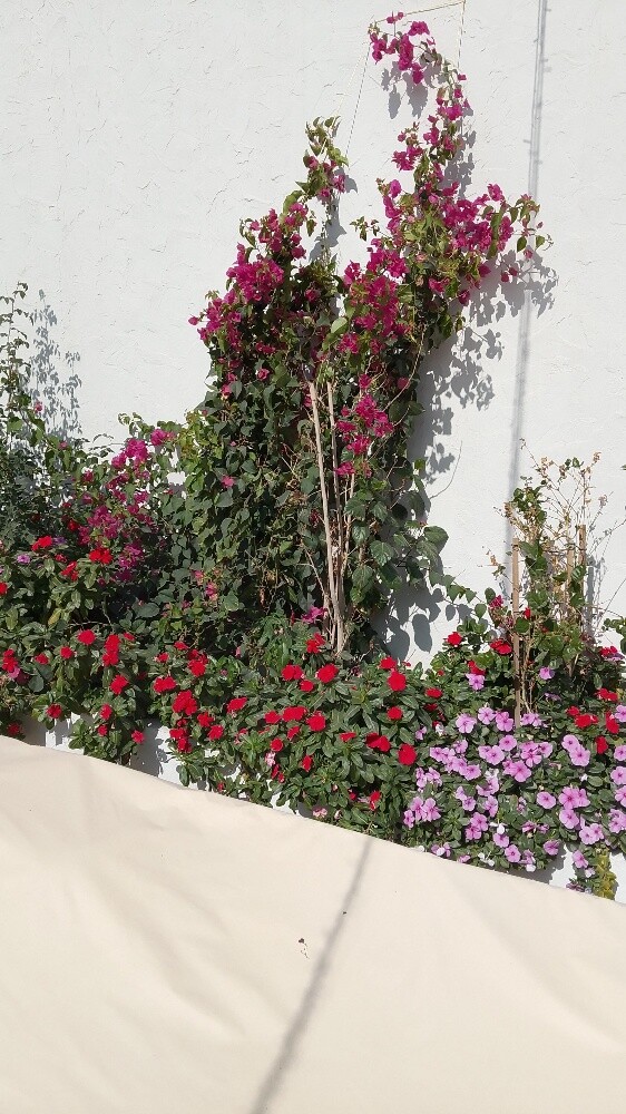 مزارع ومنسق حدائق 55079950 - 3