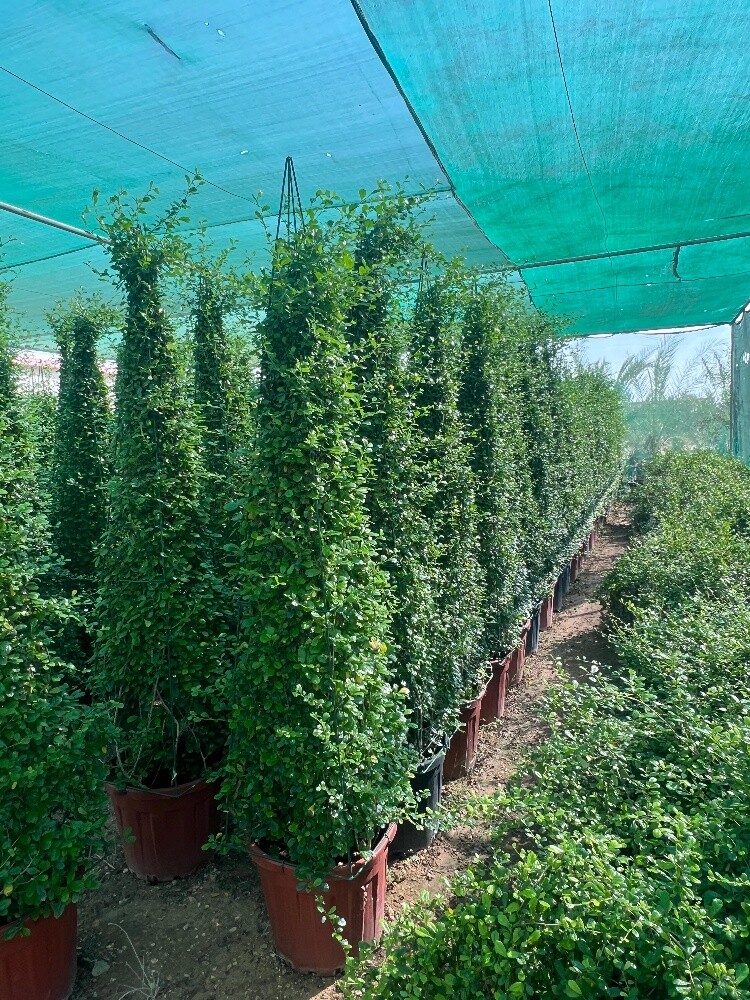 مزارع ومنسق حدائق 55079950 - 4