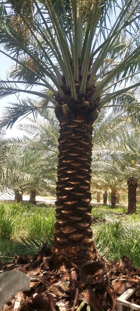 مصمم حدايق جميله 55079950 - 7