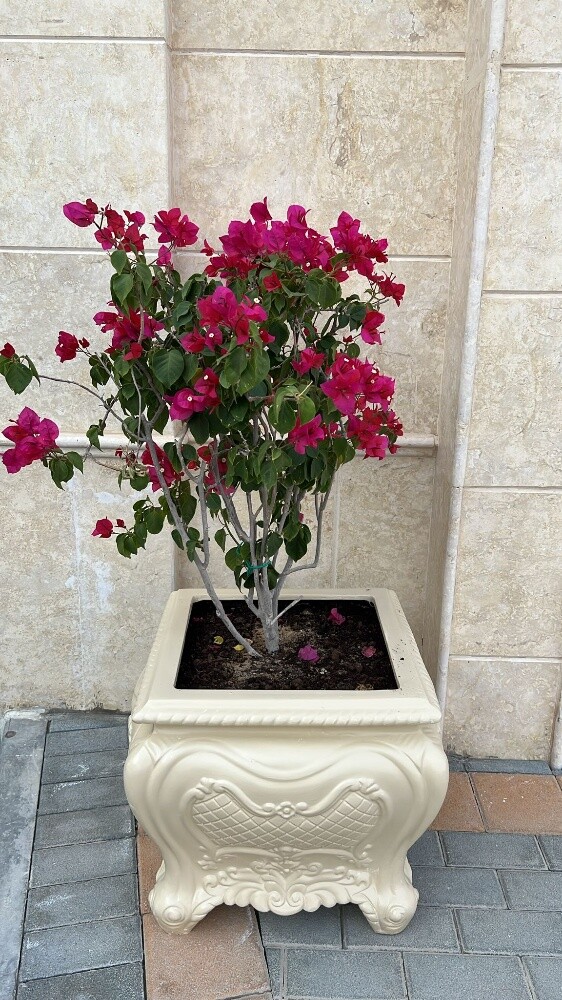 احواض فايبر - 1