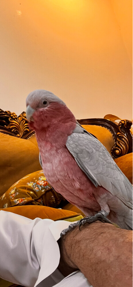 Missing parrot - 1