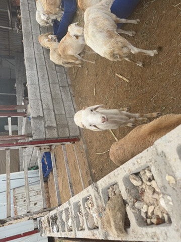 خرفان رفيدية جذاع  - 1