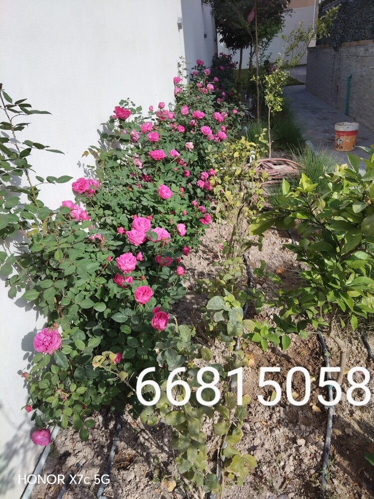 مزارع ومنسق حدايق - 2