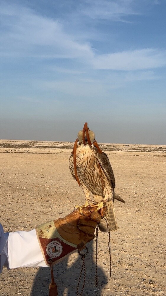 طيري ضايع بدون رقم و ريشه جبليه - 3