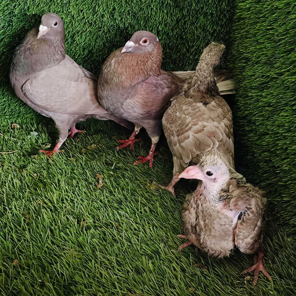 Breeding Zagel pair - 1