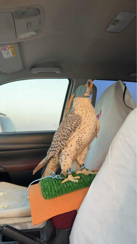جير بيور - 1