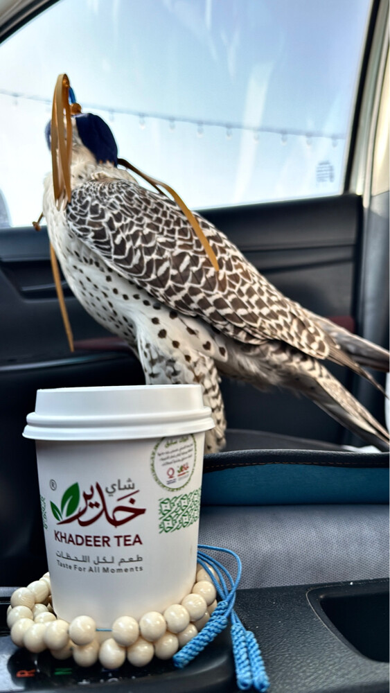 جير بيور - 2