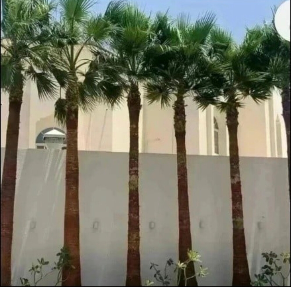 الزراعة والنخيل  - 11