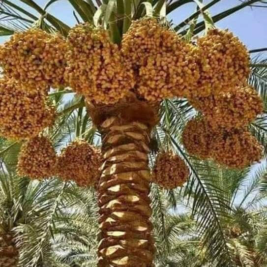 الزراعة والنخيل  - 1