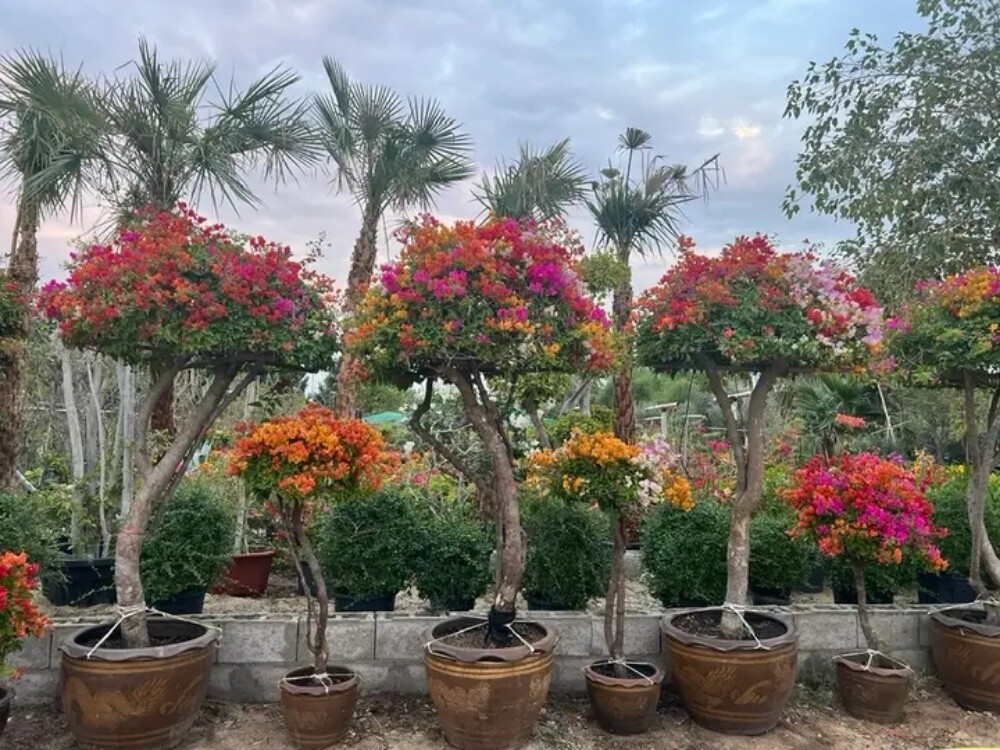 تنسيق وتجهيز الحدائق - 21