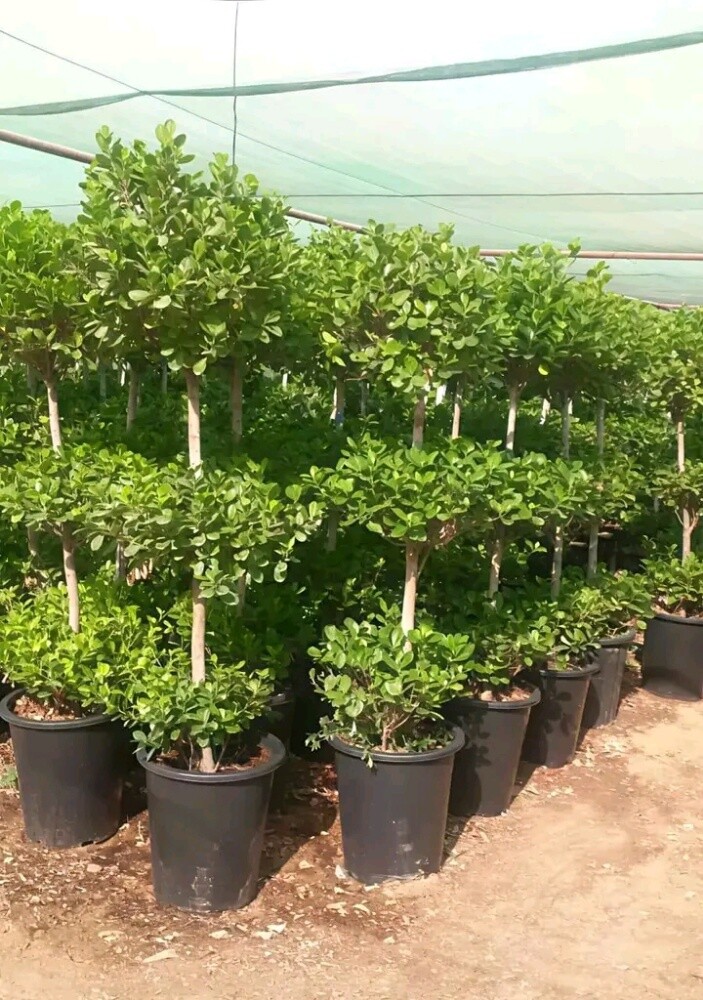 تنسيق وتجهيز الحدائق - 2