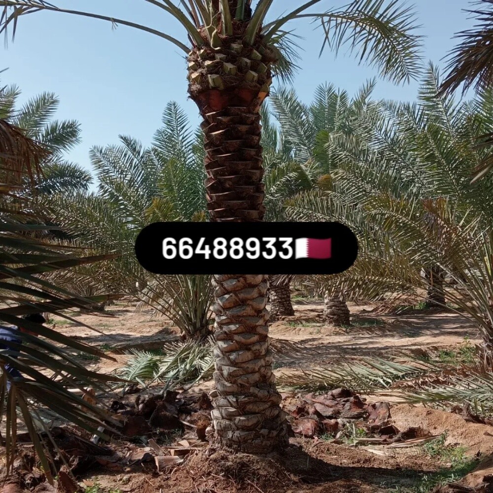 Arish gardening & agriculture - 12