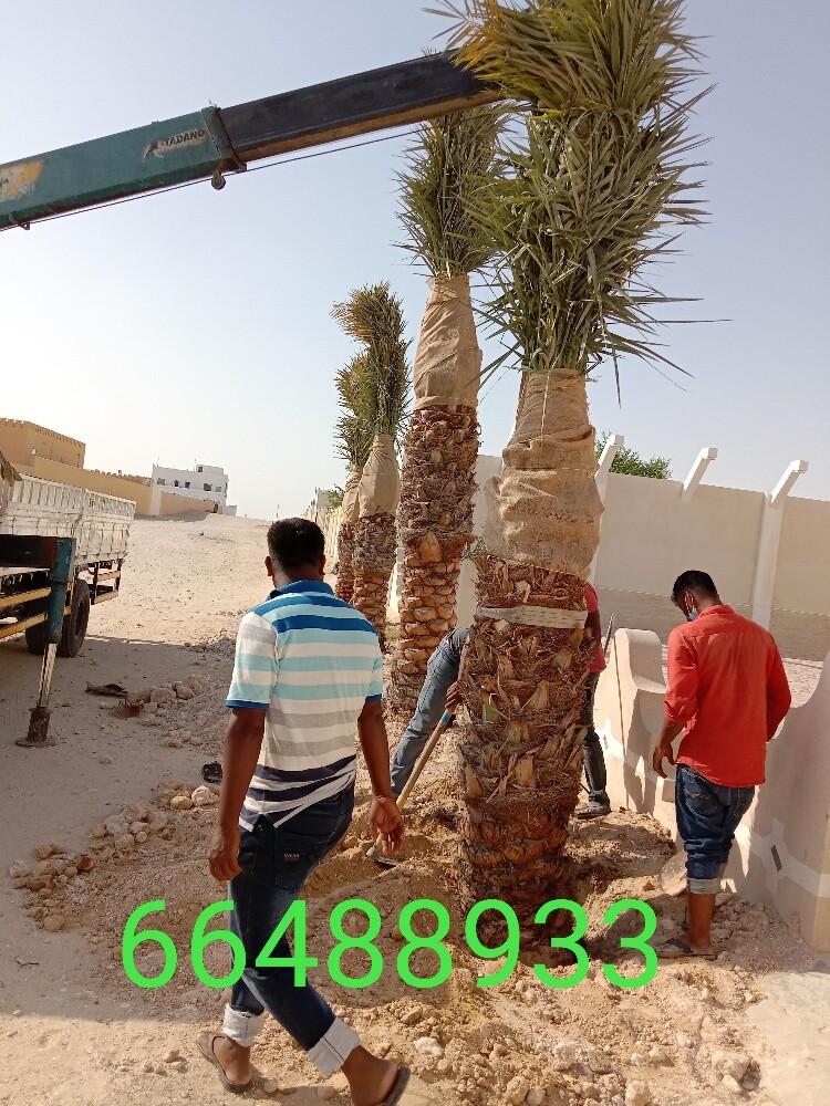 Arish gardening & agriculture - 15