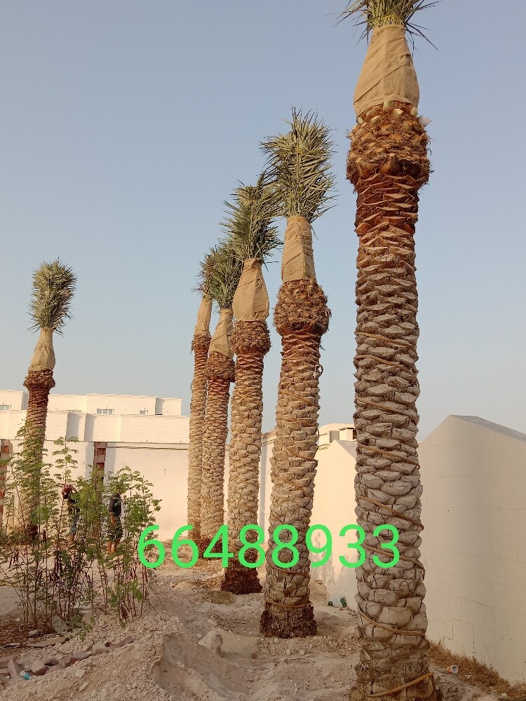 Arish gardening & agriculture - 16