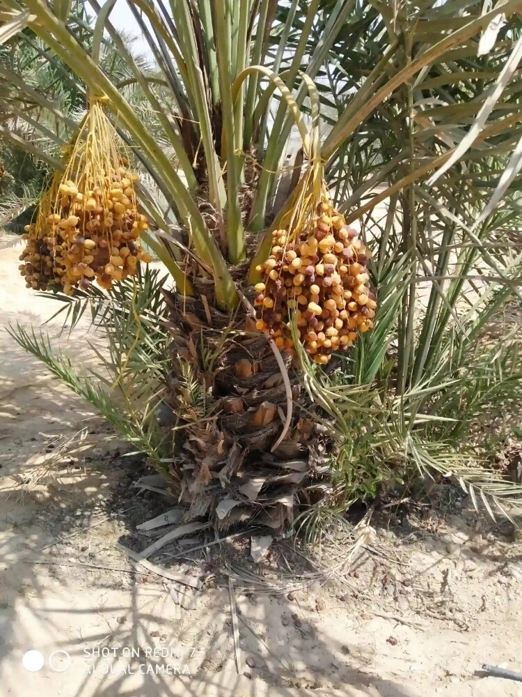 Arish gardening & agriculture - 17