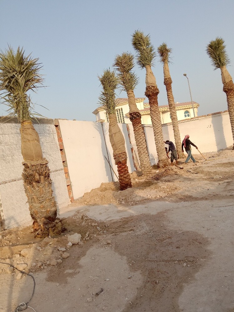 Arish gardening & agriculture - 21