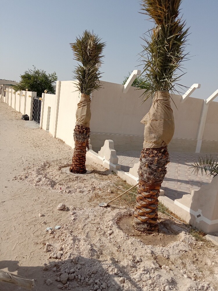 Arish gardening & agriculture - 19