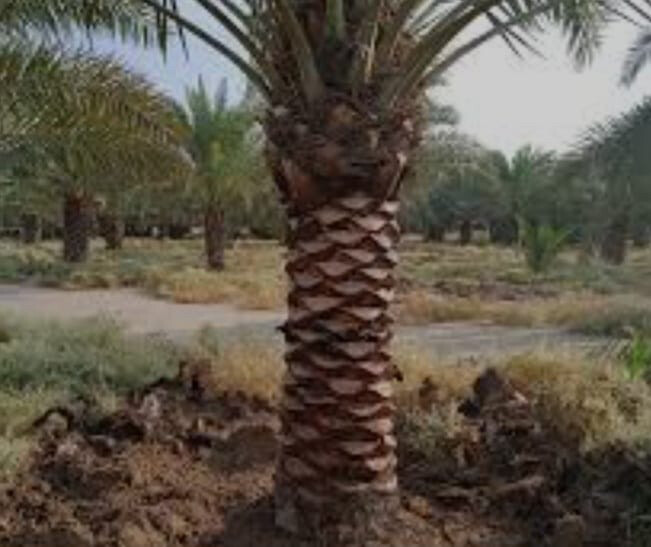 توريد وزراعه النخيل - 12