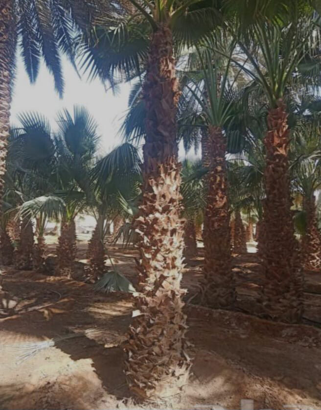 توريد وزراعه النخيل  - 13