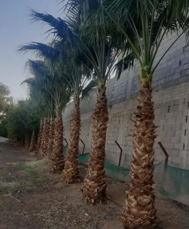 توريد وزراعه النخيل  - 14