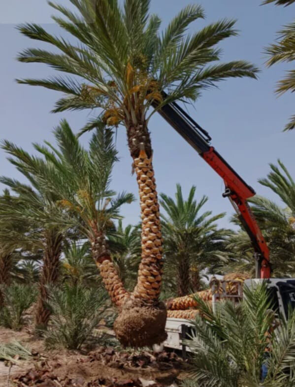 توريد وزراعه النخيل - 9