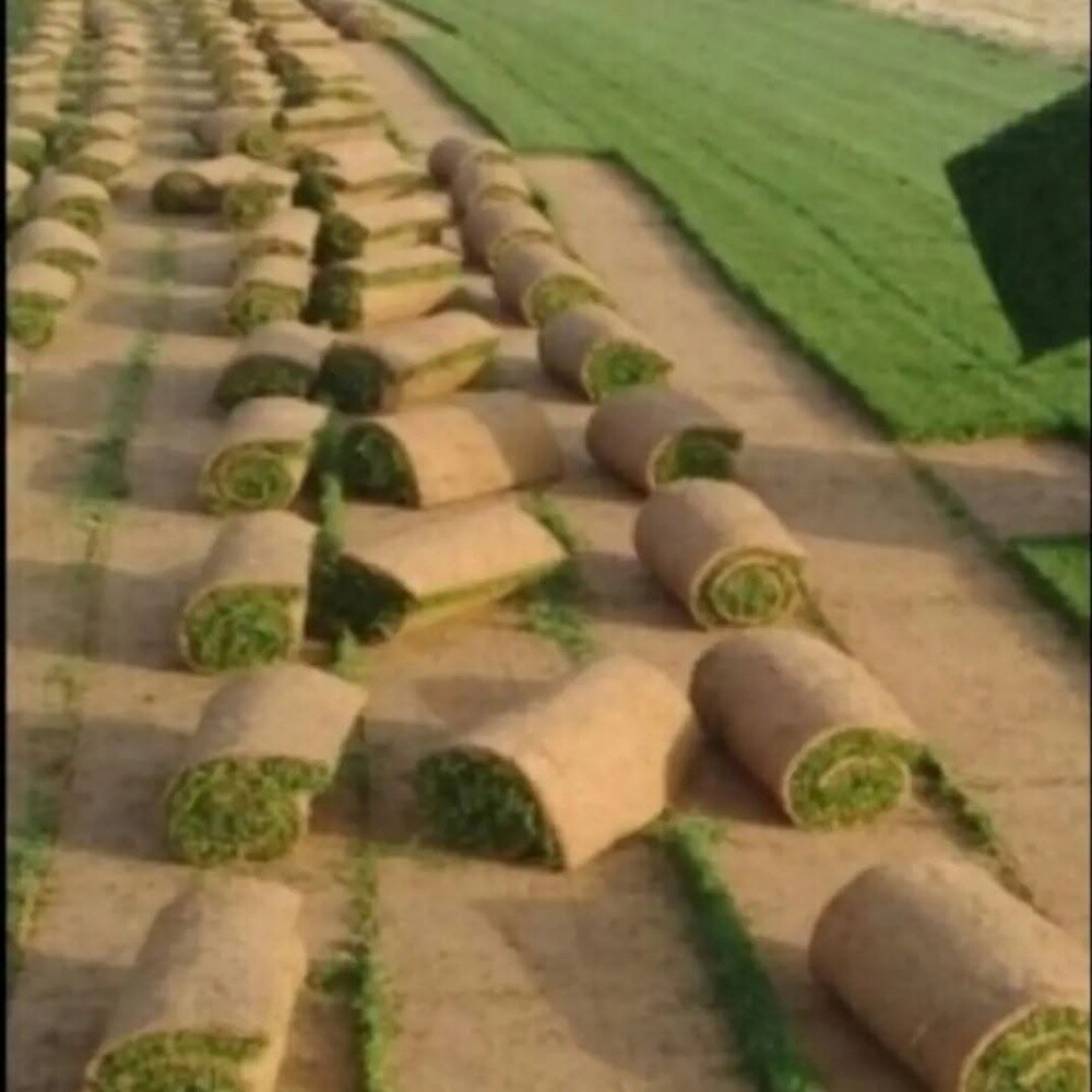 متوفر جميع النخيل - 2