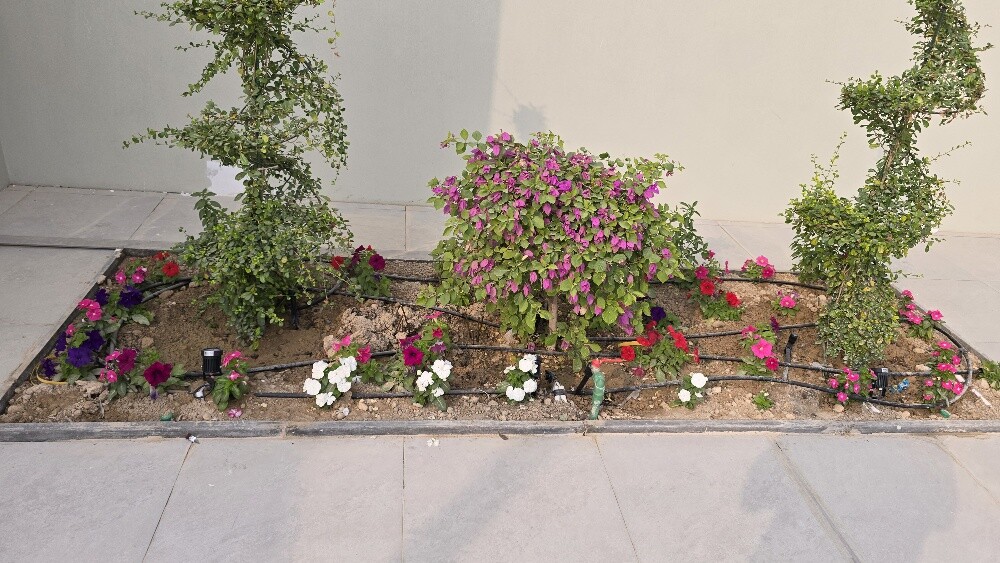 متوفر جميع النخيل - 4