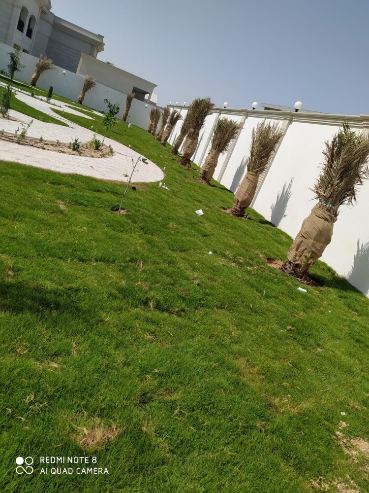 تسميد العشب والنخيل والأشجار والق - 2