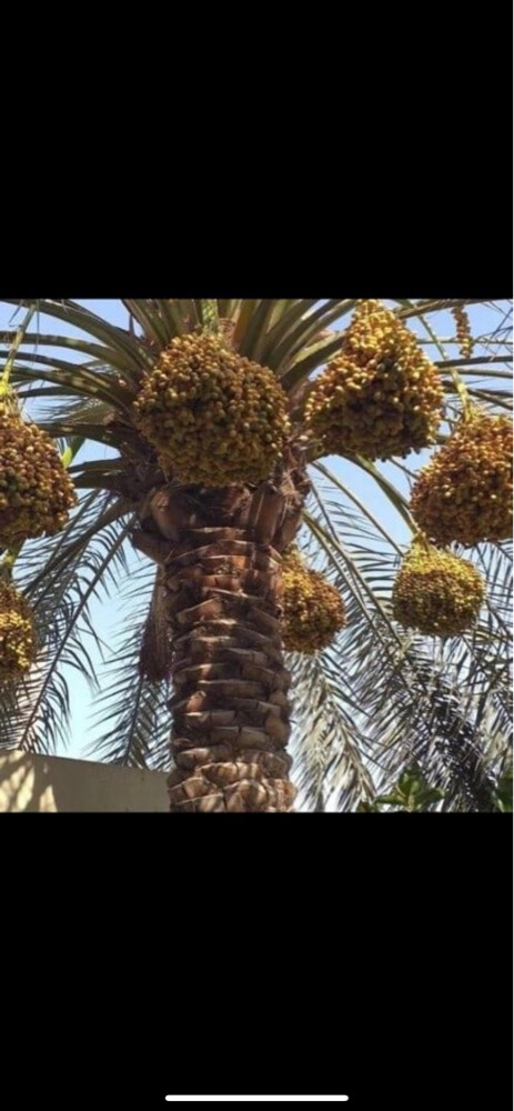 العناية الكاملة بي الحدايق العامة - 9