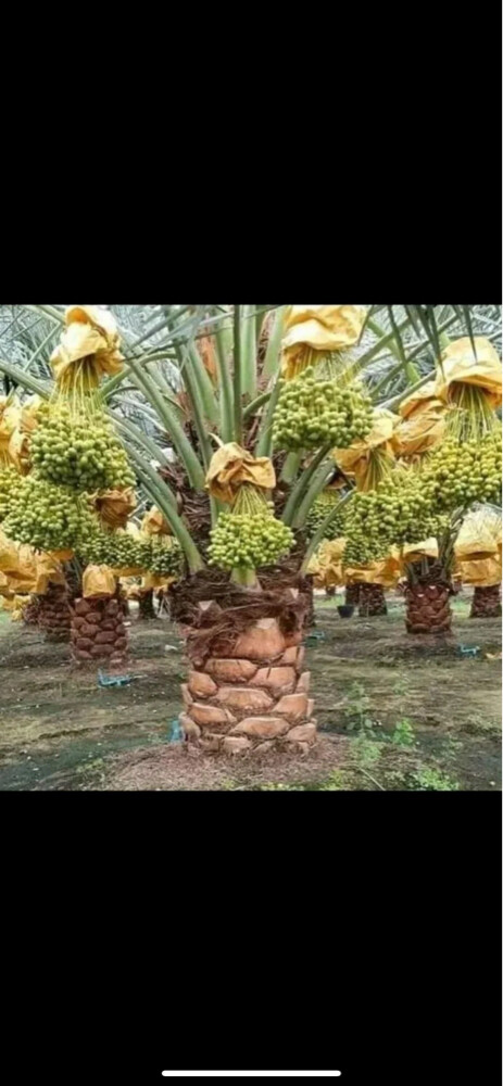 العناية الكاملة بي الحدايق العامة - 30