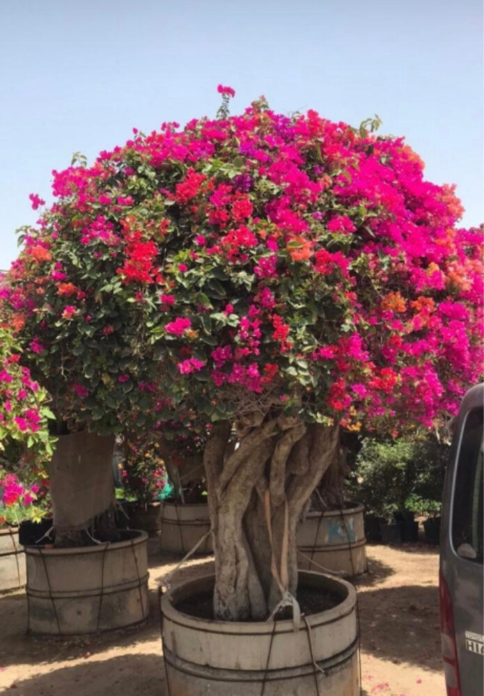 العناية الكاملة بي الحدايق العامة - 28