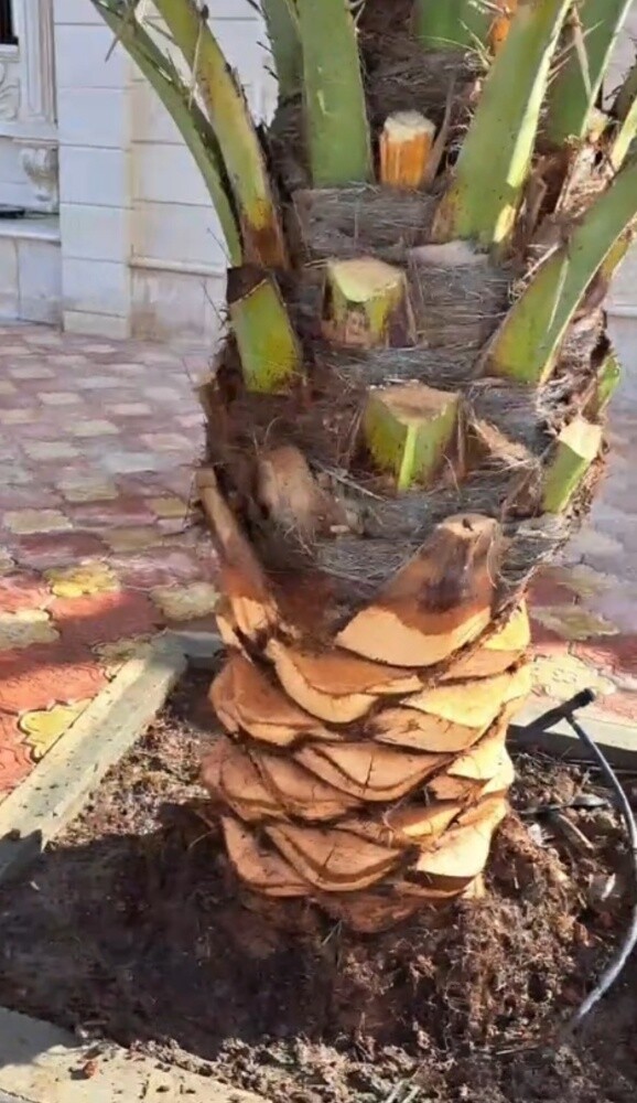 توريد وزرعة النخيل - 8