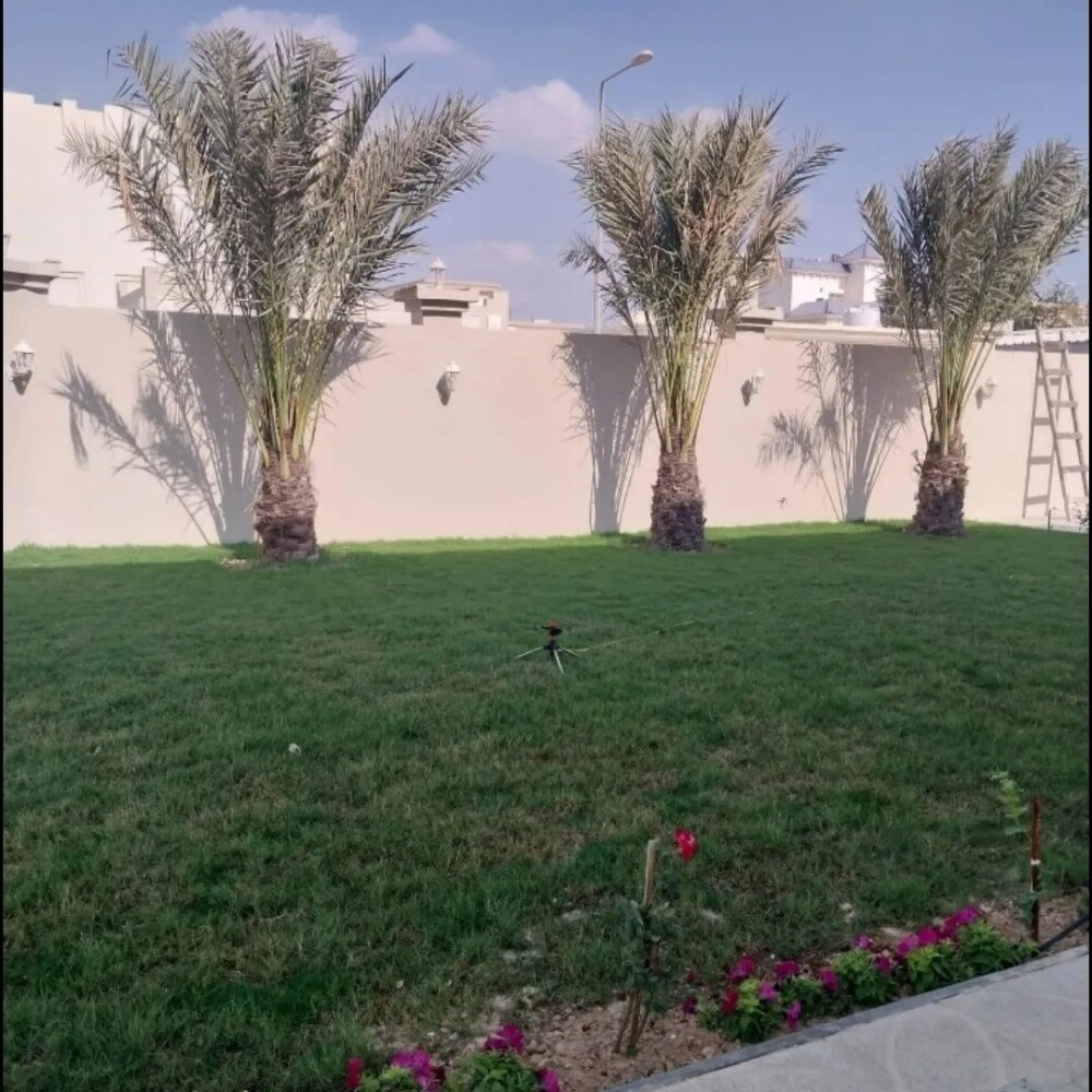 توريد وزرعة النخيل - 4