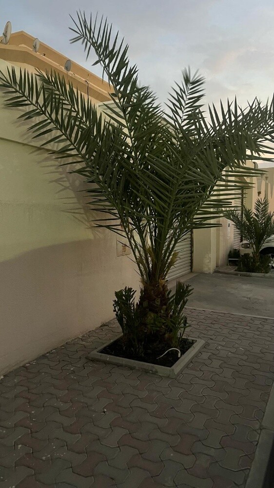 توريد وزرعة النخيل - 5