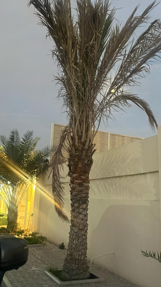 توريد وزرعة النخيل - 7