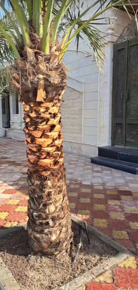توريد وزرعة النخيل - 3