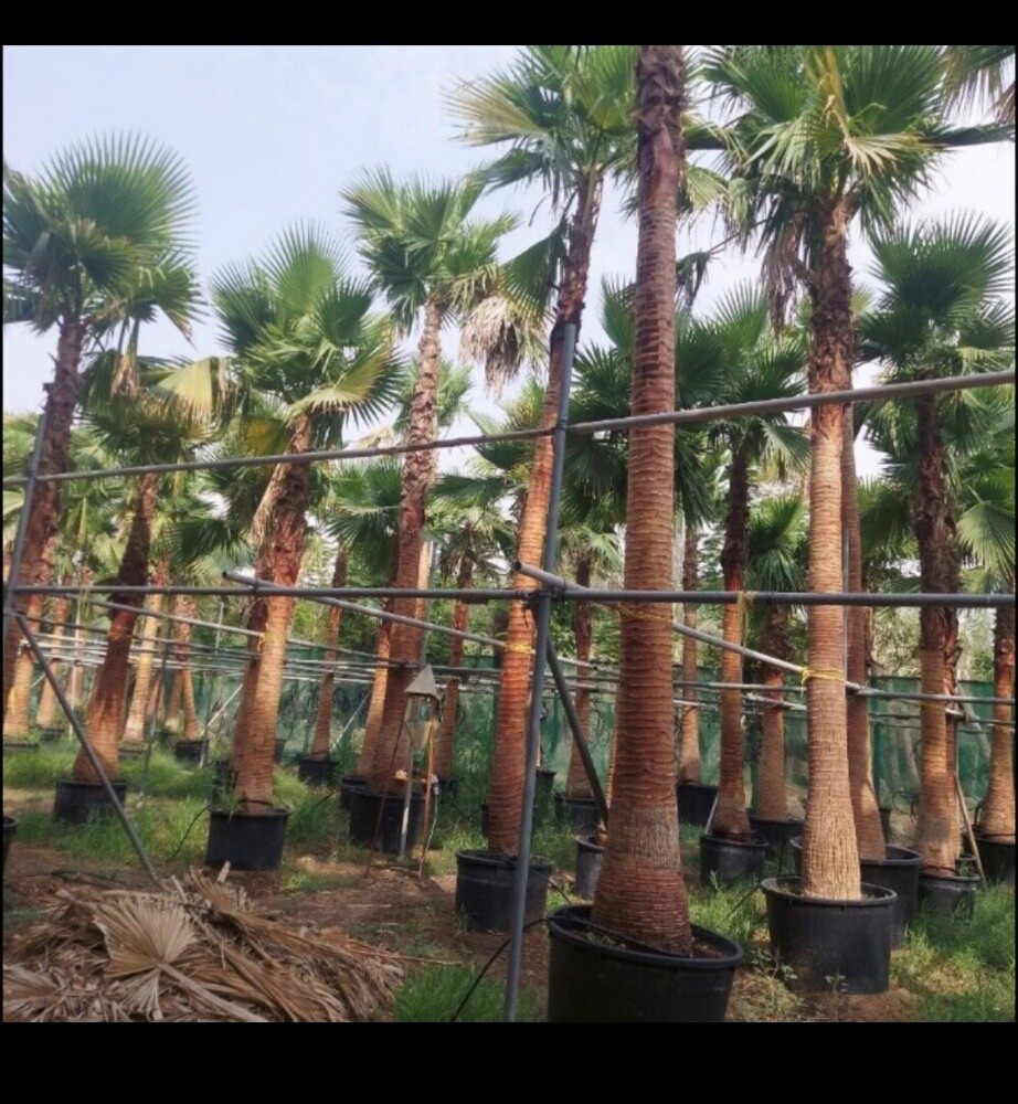 مزارع - 6