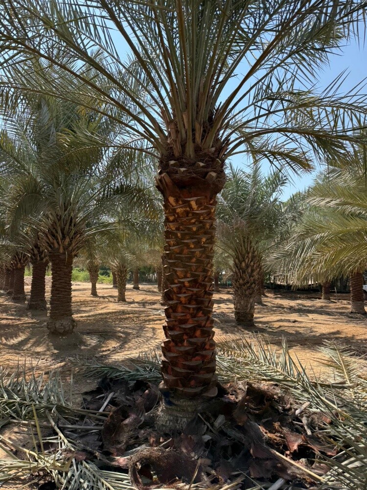 مزارع ومنسق حدايق - 8