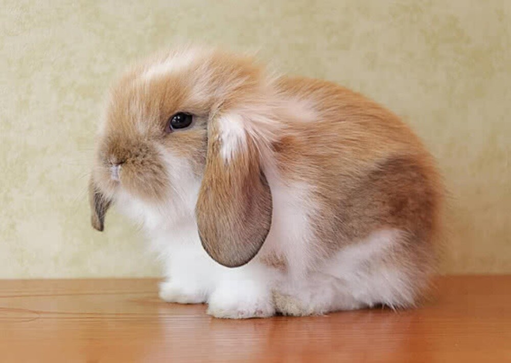 The luxury rabbits - 3