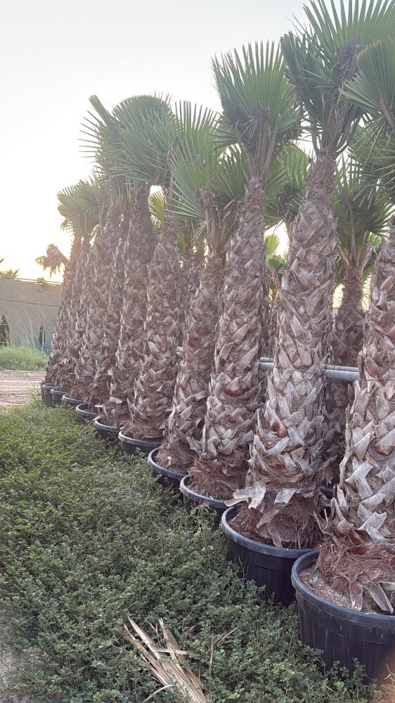 جميع أنواع العشب والأشجار - 2
