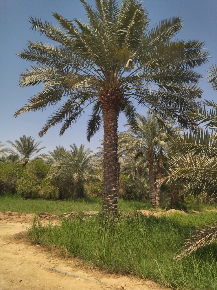 جميع أنواع العشب والأشجار - 7