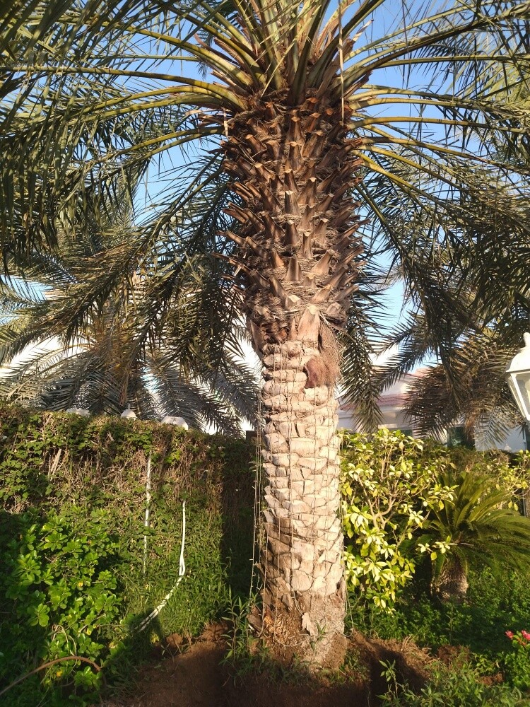 جميع أنواع العشب والأشجار - 5