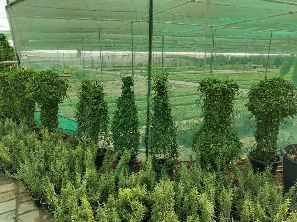 جميع أنواع العشب والأشجار - 4