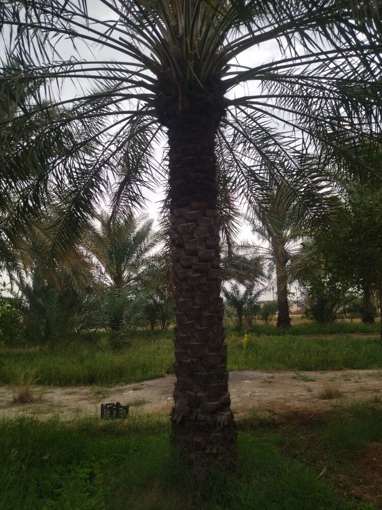 جميع أنواع العشب والأشجار - 6