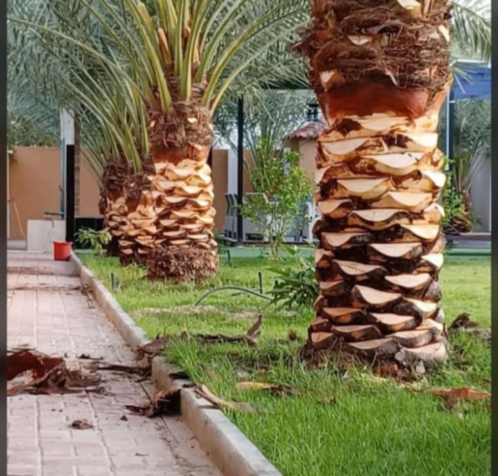 محمد - 1