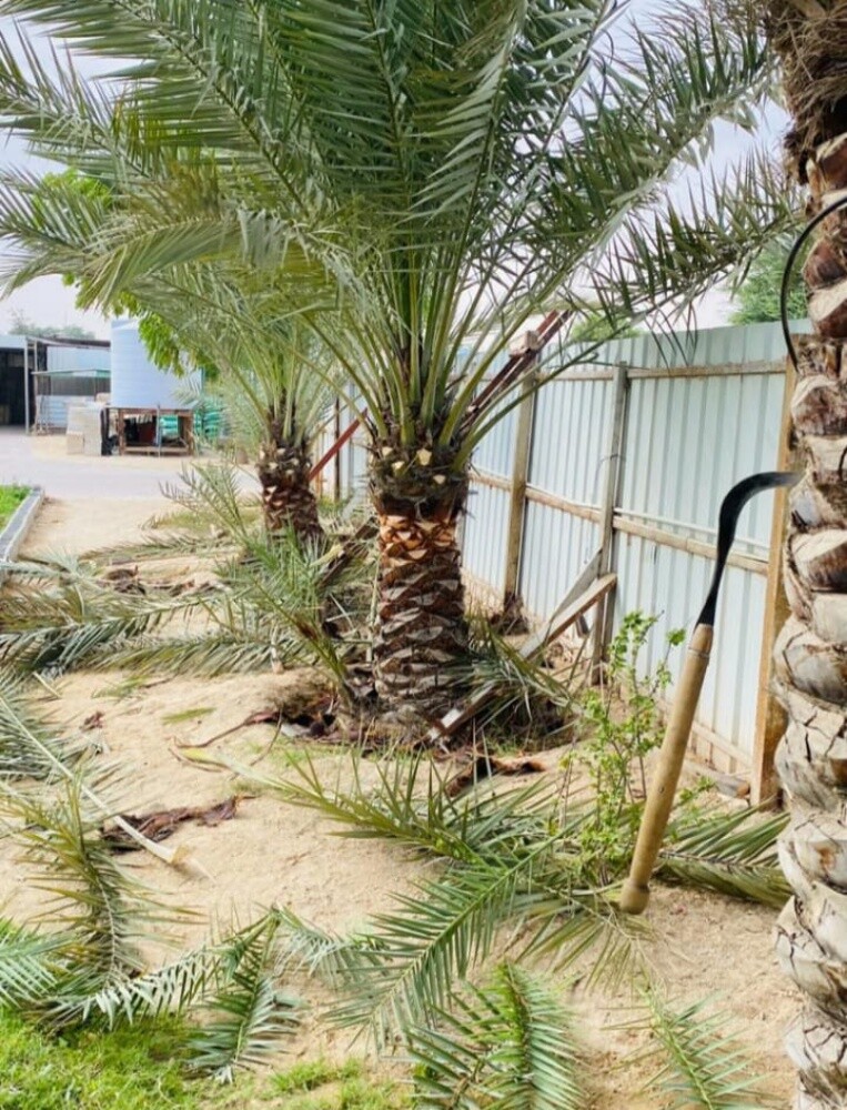 محمد - 4