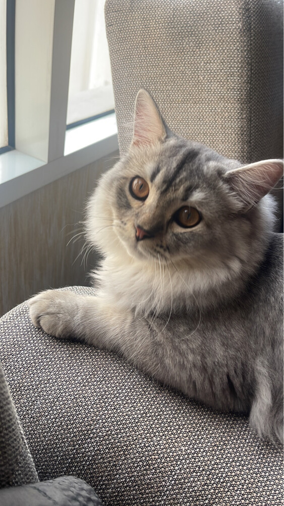 Scotch friendly cat - 2